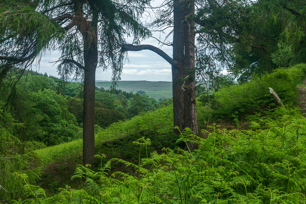 Ladder Hill Ladder Hill